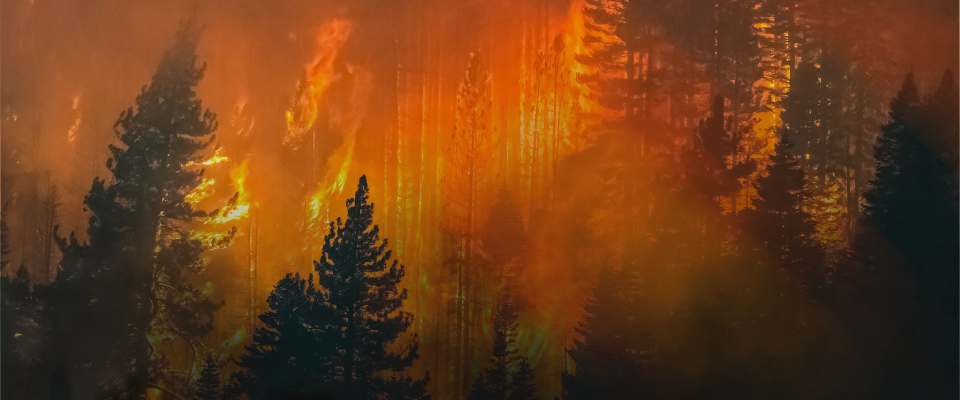 wildfire