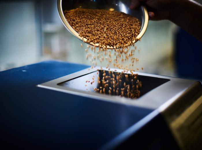 wheat falling into scale