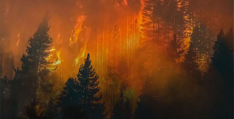 wildfire